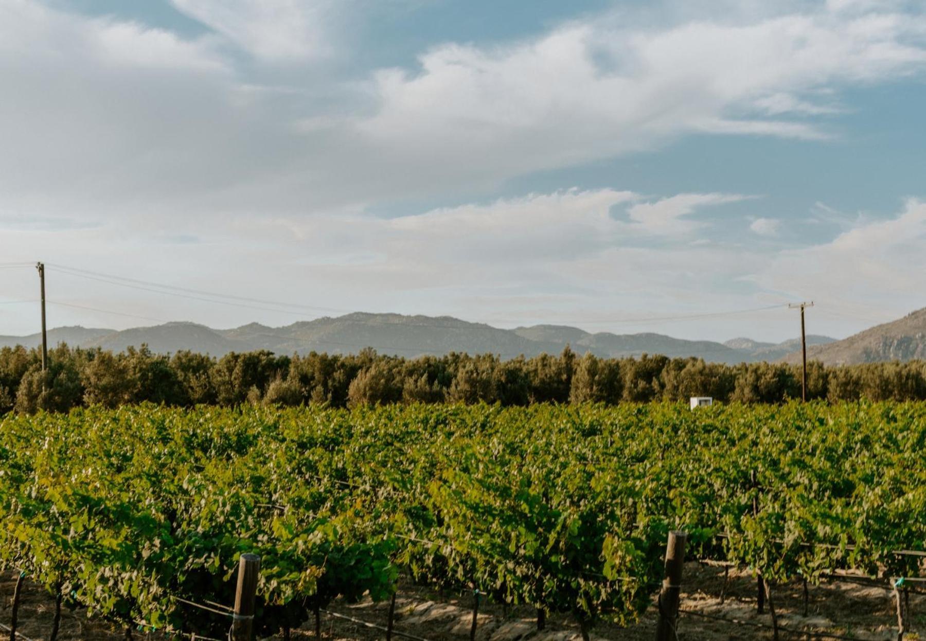 Campera Valle De Guadalupe Ensenada Zewnętrze zdjęcie